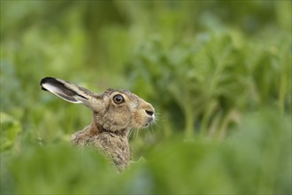 Brown hare (Lepus europaeus) adult animal in a farmland sugar beet field in the summer, Suffolk,