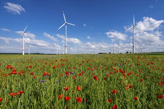 Wind farm, field with flower strips, insect-friendly border of fields with mixed flowers, poppies,