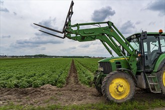 Potato field, potato ridges, early potatoes, 6 weeks after planting, just over 3 weeks to harvest,