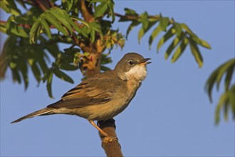 Whitethroat, songbird, (Sylvia communis), Bad Dürkheim district, Rhineland-Palatinate, Federal