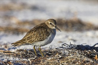 Least sandpiper (Calidris minutilla), Ft. De Soto Park, St. Petersburg, Florida, USA, North America