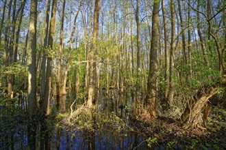 Alluvial forest at Kirchwerder Mühlendamm, an old bird sanctuary in the Zollenspieker nature