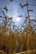 Wheat field, dried up and only low grown, due to the summer drought, drought, in East Westphalia