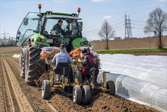 Asparagus farm, asparagus plant, planted in a field, with a planting machine, after a good year the