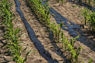 A maize field, with young plants, is fertilised with liquid manure, near Geldern, North