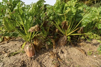 Agriculture, fodder beet, beetroot, Beta vulgaris subsp, growing in a field