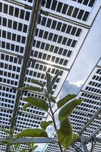 Agri-photovoltaic test plant, an apple orchard with two different systems of PV modules was roofed