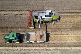 Agriculture, grain harvest, wheat, combine harvester harvesting in a wheat field, grain tank being