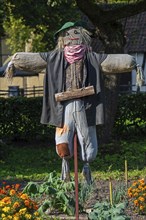 Humanoid scarecrow, bird scarer dressed in old clothes and placed in vegetable garden to deter,