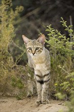 African wild cat, (Felis lybica), wild cat, Kalahari, South Africa, South Africa, Africa