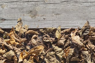 Part of the old gray board with brown dry leaves