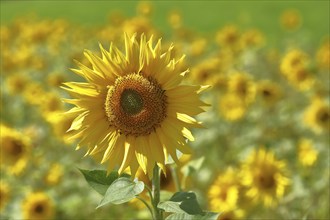 Sunflower (Helianthus annuus), flower in a sunflower field, Hesse, Germany, Europe