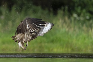 Western osprey (Pandion haliaetus) hunting, Aviemore, Scotland, Great Britain