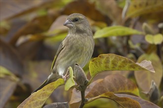 European greenfinch (Chloris chloris) adult bird amongst autumnal leaves of a garden Magnolia tree