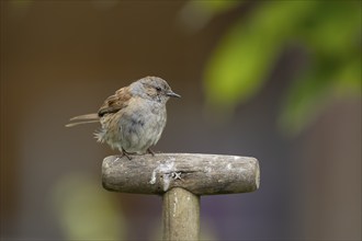 Dunnock or Hedge sparrow (Prunella modularis) adult bird on a garden fork handle, Suffolk, England,