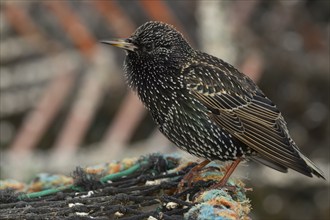 Common starling (Sturnus vulgaris) adult bird on a lobster fishing pot in a urban harbour, Dorset,