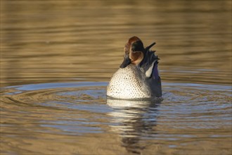 Eurasian teal (Anas crecca) adult male bird displaying on water of a lake, Norfolk, England, United