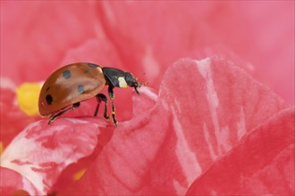 Seven-spot ladybird (Coccinella septempunctata) adult insect on a pink garden Camellia flower in