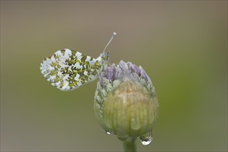 Orange tip (Anthocharis cardamines) butterfly resting on a garden Allium flower head in the