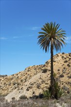 Single palm tree in a dry desert landscape under a clear blue sky, Oasis de Lawrence de Arabia,