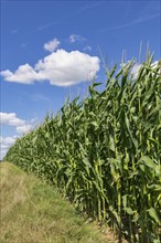 Symbolic image, renewable energies, maize plants, field, biogas plant, feed maize, immature,