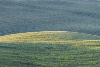 Landscape at sunrise around Pienza, Val d'Orcia, Orcia Valley, UNESCO World Heritage Site, Province