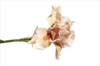 Beautiful multicolored iris flower isolated in white. Close up