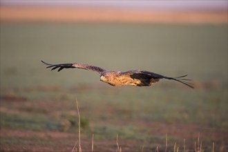 Juvenile Iberian Eagle in flight, Spanish Imperial Eagle (Aquila adalberti), Extremadura, Castilla