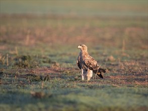 Juvenile Iberian Eagle, Spanish Imperial Eagle (Aquila adalberti), Extremadura, Castilla La Mancha,