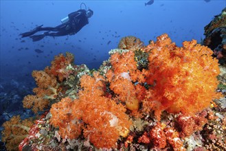 Orange coloured soft coral (Dendronephthya) above silhouette of diver, Pacific Ocean, Crystal Rock,