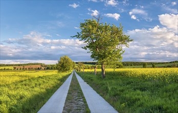 A dead straight country lane leads through rape fields in bloom in the evening light,