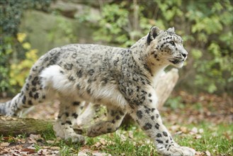 Snow leopard (Panthera uncia syn. Uncia uncia) in an autumn forest, captive