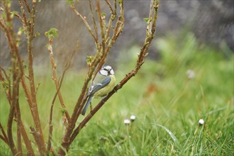 Eurasian blue tit (Cyanistes caeruleus), wildlife, Germany, Europe