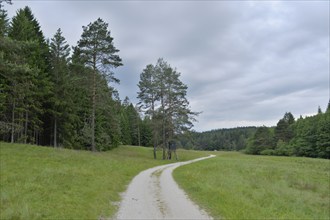 A forest path running between green meadows and tall trees, under a cloudy sky, Upper Palatinate