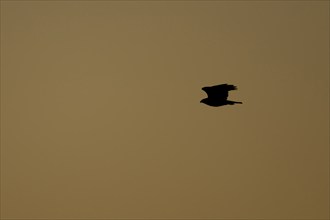 Common buzzard (Buteo buteo) silhouette of a adult bird in flight at sunset, Suffolk, England,