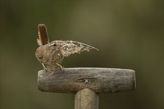 Eurasian wren (Troglodytes troglodytes) adult bird with nesting material in its beak on a garden