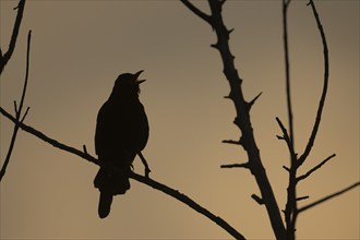 Eurasian blackbird (Turdus merula) silhouette of an adult male bird singing from a tree at sunset,