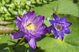 Blue-purple coloured tropical water lily, Gigantea Dark Purple, honey bee (Apis mellifera)