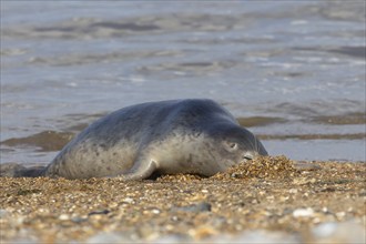 Common seal (Phoca vitulina) adult animal burying its head into the shingle on a beach, Norfolk,