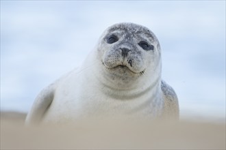 Common seal (Phoca vitulina) adult animal resting on a beach, Norfolk, England, United Kingdom,