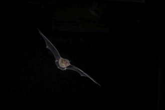 Common pipistrelle (Pipistrellus pipistrellus) hunting for insects at night, Brandenburg, Germany,