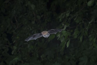 Common pipistrelle (Pipistrellus pipistrellus) hunting insects in front of deciduous forest,