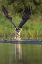 Western osprey (Pandion haliaetus) hunting, Aviemore, Scotland, Great Britain