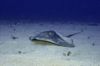 A round stingray (Taeniura grabata) rests on a sandy seabed in deeper water. Dive site Los