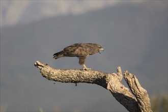 Steppe buzzard (Buteo buteo), Extremadura, Castilla La Mancha, Spain, Europe