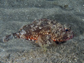 A Black scorpionfish (Scorpaena porcus) lies on the lava sand of the sea at night. Dive site Playa,