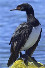 Rock Cormorant on Carcass Island, sitting on rocks, Falkland Islands, (Phalacrocorax magellanicus),