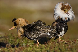 Ruff, ruff plumage, display plumage, courtship display, Norway, Varanger, pair, Varanger Peninsula,