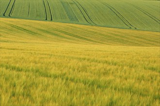 Crop field barley, early summer, Spessart, Bavaria, Germany, Europe