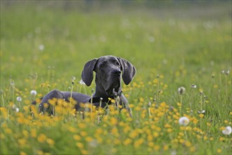 Great Dane lying in the grass